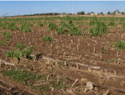 DÍAS DEMOSTRATIVOS PARA LA SIEMBRA DE ZACATE MARALFALFA EN SONORA 2015 - Image 12