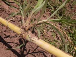 DÍAS DEMOSTRATIVOS PARA LA SIEMBRA DE ZACATE MARALFALFA EN SONORA 2015 - Image 13