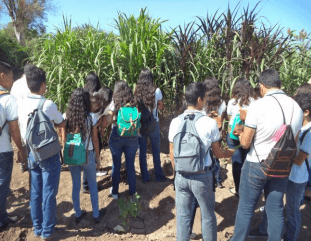 DÍAS DEMOSTRATIVOS PARA LA SIEMBRA DE ZACATE MARALFALFA EN SONORA 2015 - Image 5