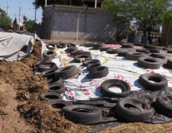 DÍAS DEMOSTRATIVOS PARA LA SIEMBRA DE ZACATE MARALFALFA EN SONORA 2015 - Image 31