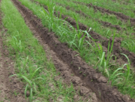 DÍAS DEMOSTRATIVOS PARA LA SIEMBRA DE ZACATE MARALFALFA EN SONORA 2015 - Image 40