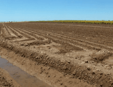 DÍAS DEMOSTRATIVOS PARA LA SIEMBRA DE ZACATE MARALFALFA EN SONORA 2015 - Image 3