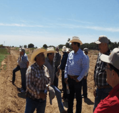 DÍAS DEMOSTRATIVOS PARA LA SIEMBRA DE ZACATE MARALFALFA EN SONORA 2015 - Image 39