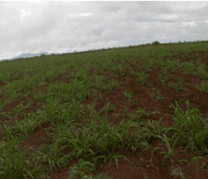 DÍAS DEMOSTRATIVOS PARA LA SIEMBRA DE ZACATE MARALFALFA EN SONORA 2015 - Image 14