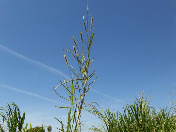 Integrando la pradera irrigada de zacate maralfalfa pennisetum purpureum en la planeación ganadera para una producción rural sustentable en Sonora - Image 6