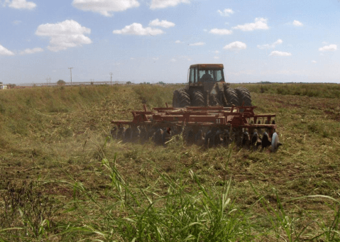 Integrando la pradera irrigada de zacate maralfalfa pennisetum purpureum en la planeación ganadera para una producción rural sustentable en Sonora - Image 2