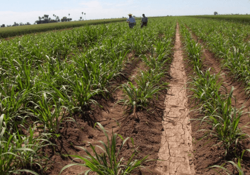 Integrando la pradera irrigada de zacate maralfalfa pennisetum purpureum en la planeación ganadera para una producción rural sustentable en Sonora - Image 4