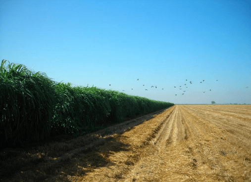 Integrando la pradera irrigada de zacate maralfalfa pennisetum purpureum en la planeación ganadera para una producción rural sustentable en Sonora - Image 5