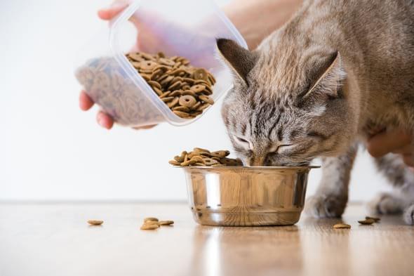 Minerales orgánicos: Seguridad alimentaria para las mascotas - Image 1