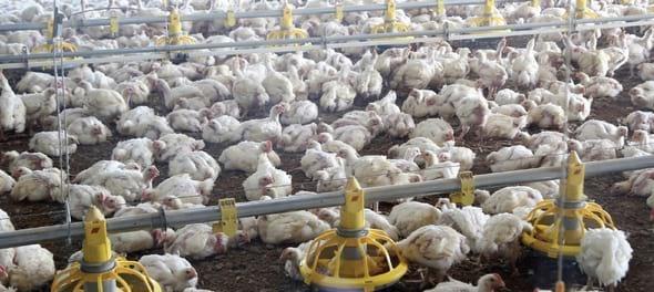 Validación de Real-Time PCR: Detección y Cuantificación del Virus de Laringotraqueitis Infecciosa Aviar para la industria biofarmacéutica - Image 1