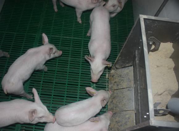 Edulcorantes en Nutrición Animal: Dulcoapetente D-6500 vs. Sacarina Sódica - Image 3