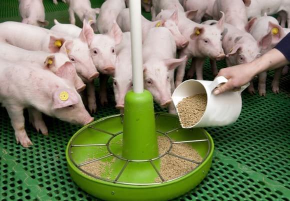Edulcorantes en Nutrición Animal: Dulcoapetente D-6500 vs. Sacarina Sódica - Image 1