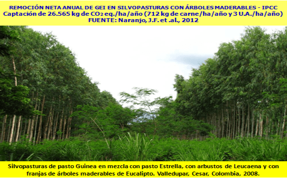 Productividad, calidad de forrajes y potencial de producción y de calidad en productos de origen animal en sistemas silvopastoriles - Image 7