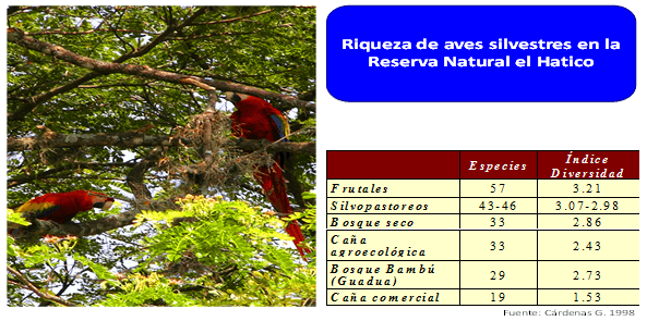 Productividad, calidad de forrajes y potencial de producción y de calidad en productos de origen animal en sistemas silvopastoriles - Image 18
