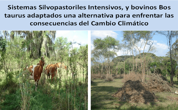 Productividad, calidad de forrajes y potencial de producción y de calidad en productos de origen animal en sistemas silvopastoriles - Image 20