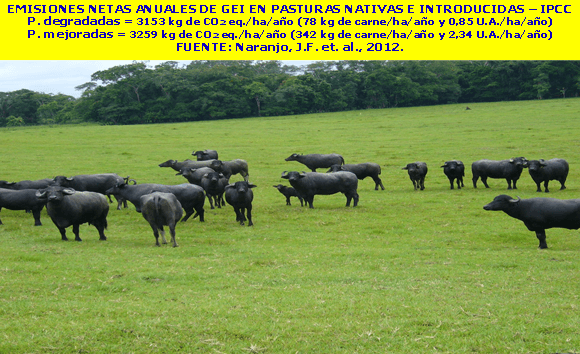Productividad, calidad de forrajes y potencial de producción y de calidad en productos de origen animal en sistemas silvopastoriles - Image 5