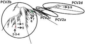Detección y caracterización filogenética de Circovirus porcino tipo 2 y virus de influenza A y su relación con las lesiones neumónicas observadas en cerdos faenados - Image 1