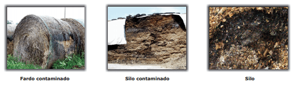 Manual Práctico Micotoxinas en Ganado Lechero - Image 10