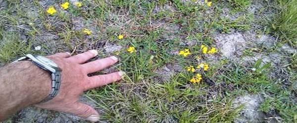 ¿Se puede mejorar la producción de forraje en el delta entrerriano? - Image 1