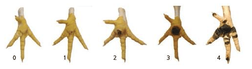 Pododermatitis en pollos de engorde - Image 1