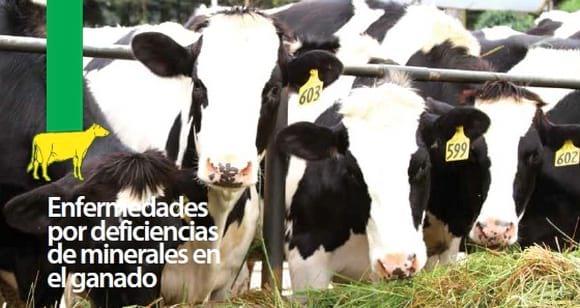 Enfermedades por deficiencias de minerales en el ganado bovino - Image 1