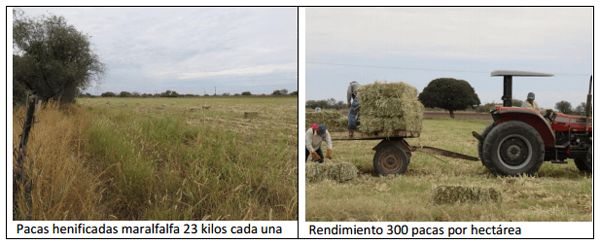Forrajes perennes con irrigación como opción de engorda de becerros y mejoras en la reproducción del hato - Image 2