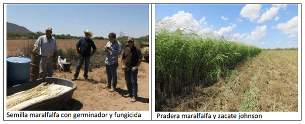 Forrajes perennes con irrigación como opción de engorda de becerros y mejoras en la reproducción del hato - Image 1