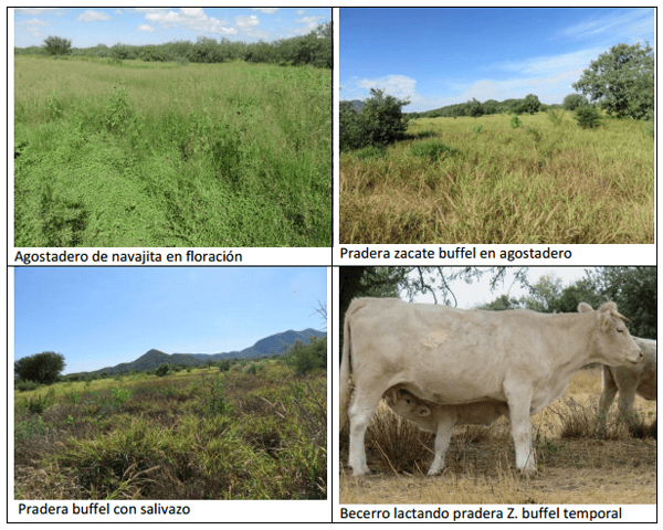 Forrajes perennes con irrigación como opción de engorda de becerros y mejoras en la reproducción del hato - Image 5