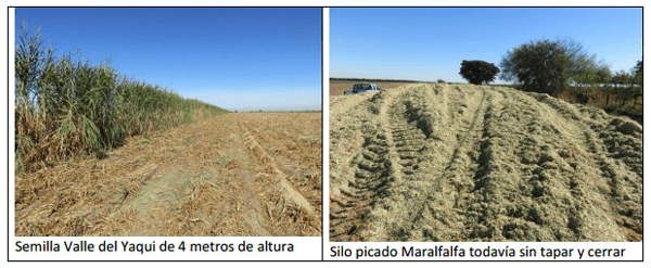Forrajes perennes con irrigación como opción de engorda de becerros y mejoras en la reproducción del hato - Image 3