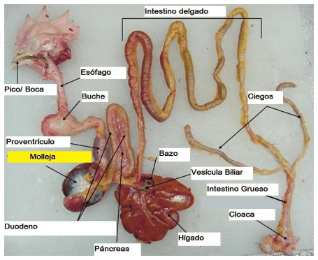 Actualización de ingredientes para raciones de ponedoras - Image 5