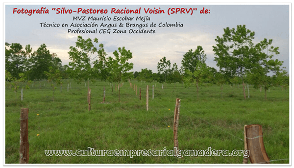 Manejo Racional de Pasturas: “Como parte del éxito en la Ganadería” - Image 4