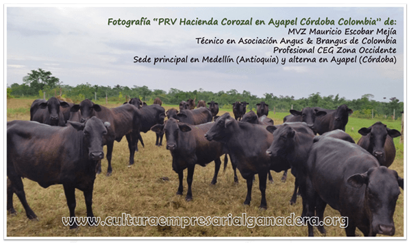 Manejo Racional de Pasturas: “Como parte del éxito en la Ganadería” - Image 5