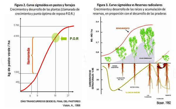 Manejo Racional de Pasturas: “Como parte del éxito en la Ganadería” - Image 2