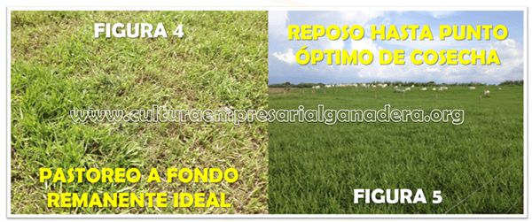 Manejo Racional de Pasturas: “Como parte del éxito en la Ganadería” - Image 3