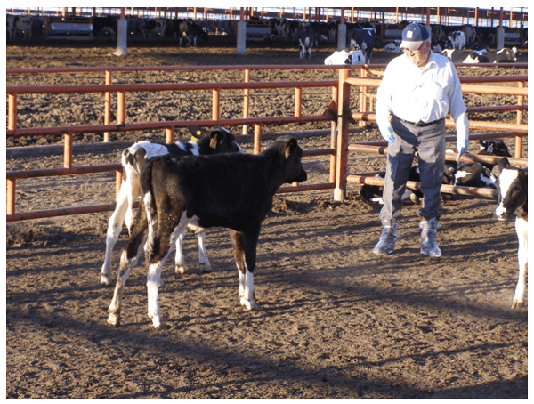 Permita que sus remplazos lecheros (becerras/vaquillas) exhiban su verdadera genética para crecer, reproducirse y luego producir leche. - Image 10