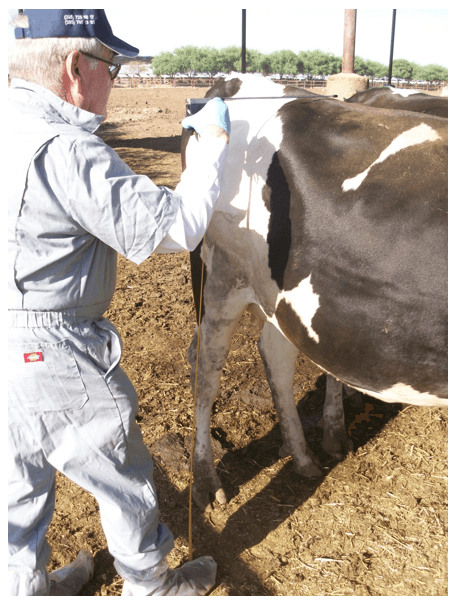 Permita que sus remplazos lecheros (becerras/vaquillas) exhiban su verdadera genética para crecer, reproducirse y luego producir leche. - Image 6