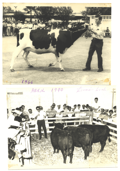 Permita que sus remplazos lecheros (becerras/vaquillas) exhiban su verdadera genética para crecer, reproducirse y luego producir leche. - Image 12