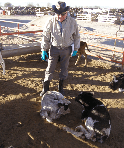Permita que sus remplazos lecheros (becerras/vaquillas) exhiban su verdadera genética para crecer, reproducirse y luego producir leche. - Image 8