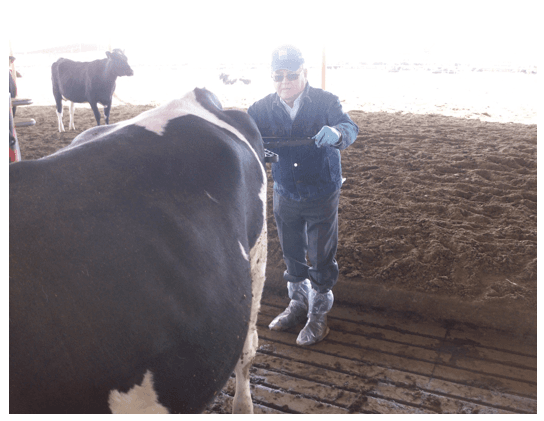 Permita que sus remplazos lecheros (becerras/vaquillas) exhiban su verdadera genética para crecer, reproducirse y luego producir leche. - Image 9