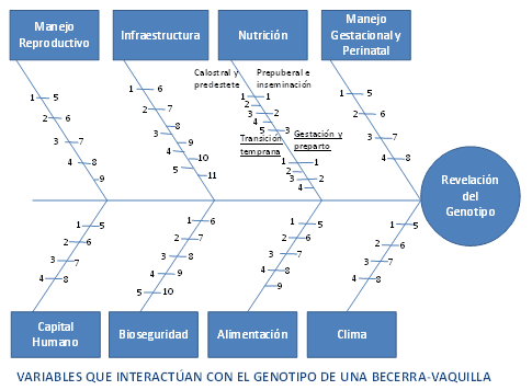 Permita que sus remplazos lecheros (becerras/vaquillas) exhiban su verdadera genética para crecer, reproducirse y luego producir leche. - Image 4