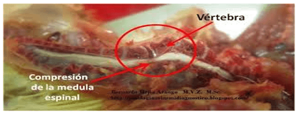 Nutrición de precisión para pollo de engorde de alto desempeño - Image 15