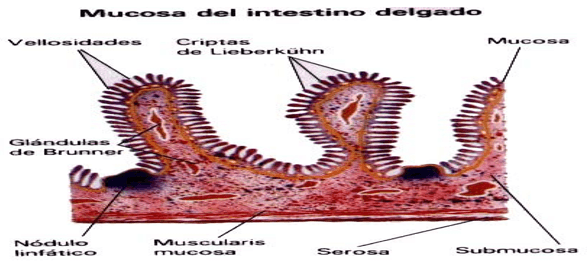 Nutrición de precisión para pollo de engorde de alto desempeño - Image 9