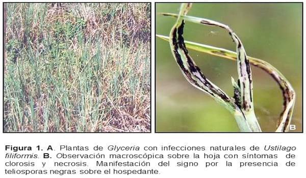 Biología e histopatología del carbón ustilago filiformis (=u. Longissima (sch) meyen) sobre glyceria multiflora steud. (poaceae) - Image 1