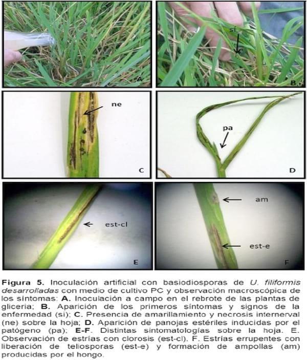 Biología e histopatología del carbón ustilago filiformis (=u. Longissima (sch) meyen) sobre glyceria multiflora steud. (poaceae) - Image 5