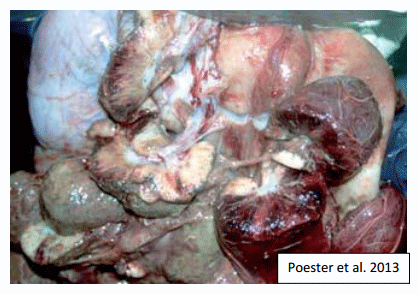Ideas Básicas de Patogenia, Epidemiología y Respuesta Inmune en Brucelosis - Image 2