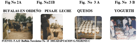 Los búfalos de agua - Image 3