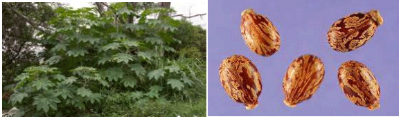 El problema de las plantas toxicas dentro de los potreros - Image 7