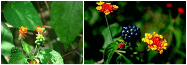 El problema de las plantas toxicas dentro de los potreros - Image 3