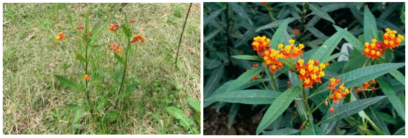 Asclepias curassavica L. Planta tóxica