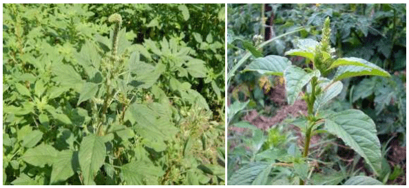 El problema de las plantas toxicas dentro de los potreros - Image 5